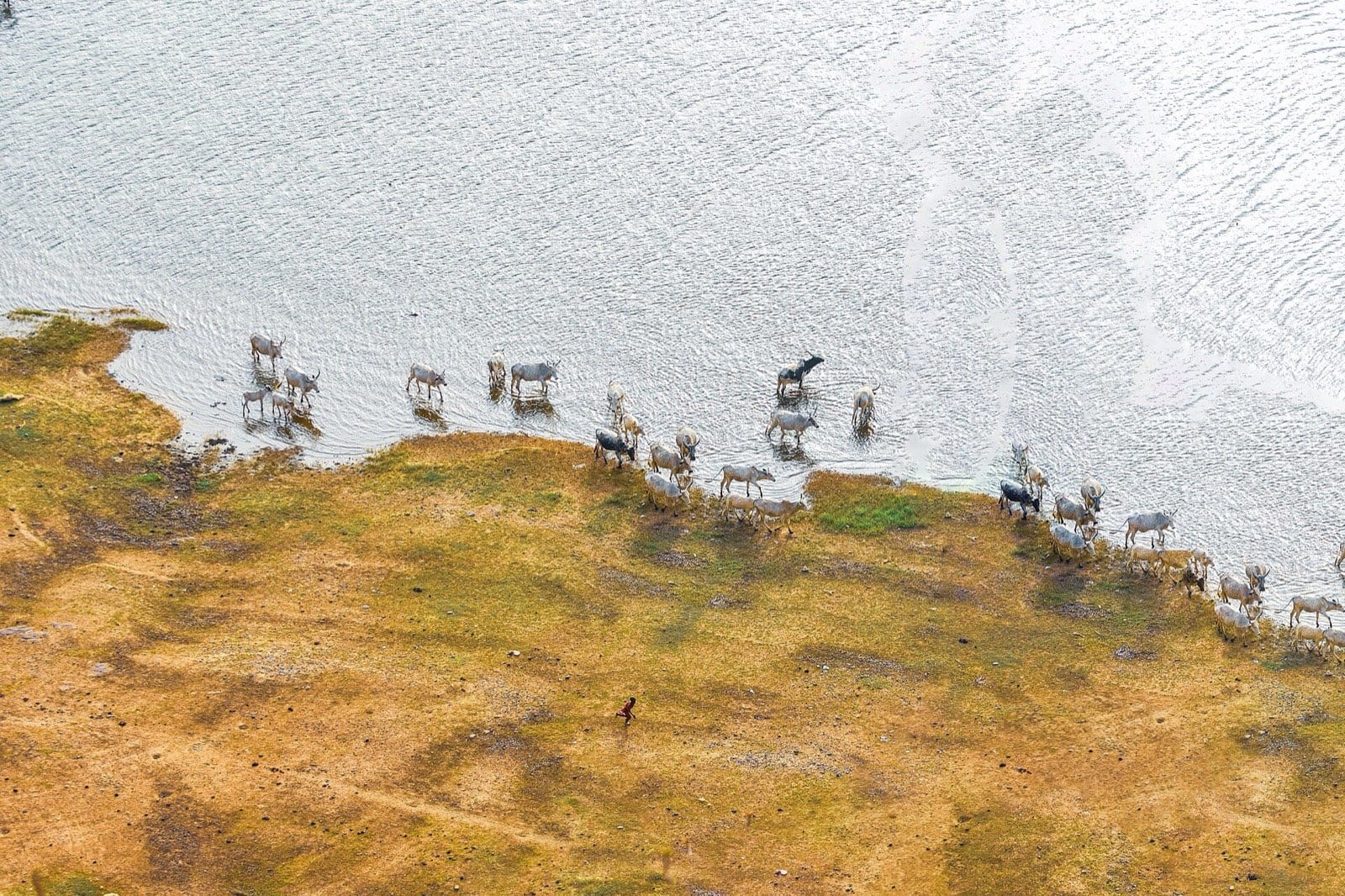A herd of cattle wading in the shallows at the edge of a dam.