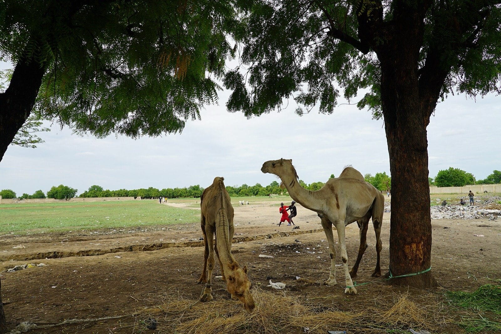 Camels standing among traders at an open market.