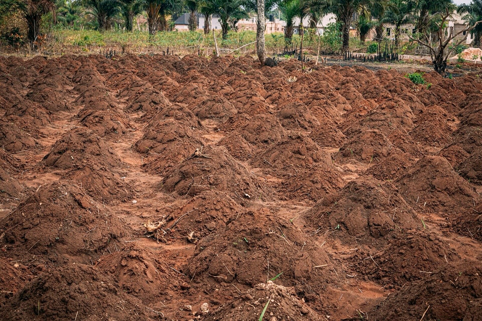 Long earth ridges running across a prepared field.